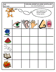 okul öncesi çocuklar için duyu organları çalışamlarına örnekler